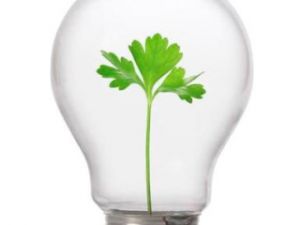 csr_lightbulb_TOP