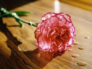 pink-carnation_TOP