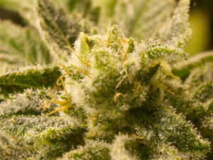 THC_seeds_TOP