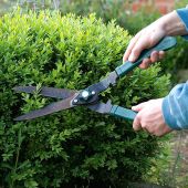 buxus_ctverec