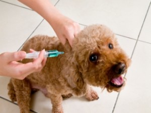 dog_TOP