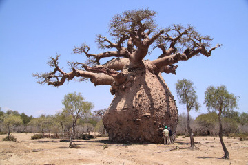 baobab-tree