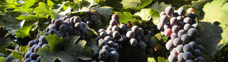 winetourban