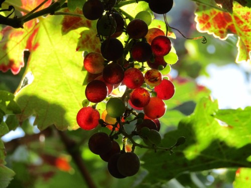 grapes_vineyard_grape_leaves_harvest_wine_grapevine_red_grapes_purple-797694