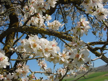 640px-Urueña_almendro2_lou