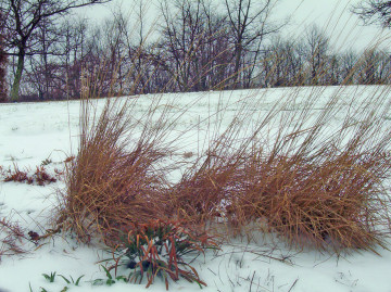 decorative-grass-in-snow